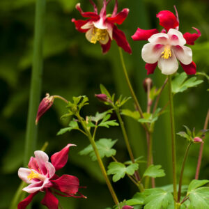 Aquilegia 'crimson star'