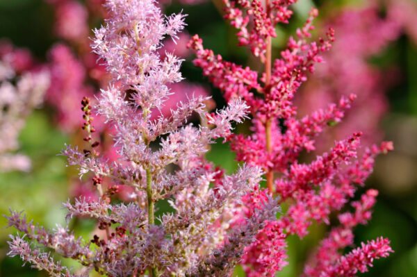 Astilbe 'Erica'