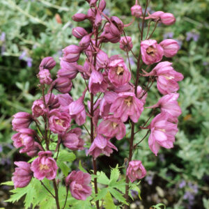 Delphinium 'astolat'
