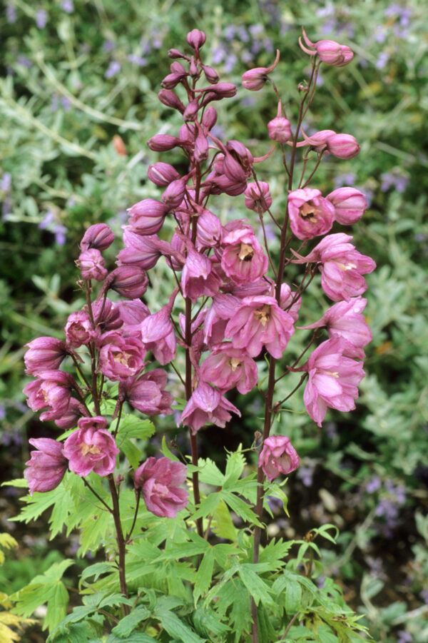 Delphinium 'astolat'