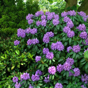 Rhododendron 'Catawb. Grandiflorum'