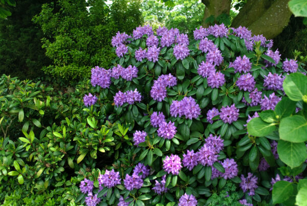 Rhododendron 'Catawb. Grandiflorum'