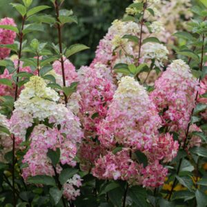 Hydrangea 'fraise melba'
