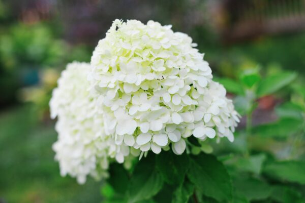 Hydrangea 'little spooky'