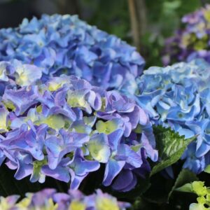 Hydrangea mac. Marine Blue