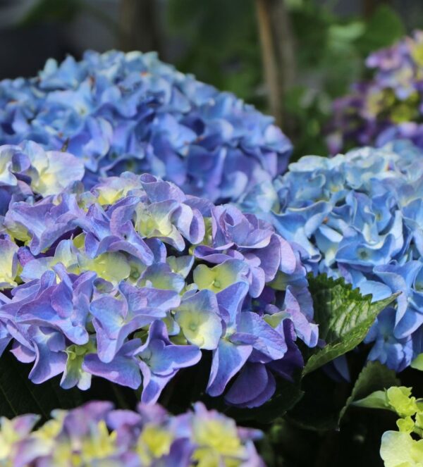 Hydrangea mac. Marine Blue