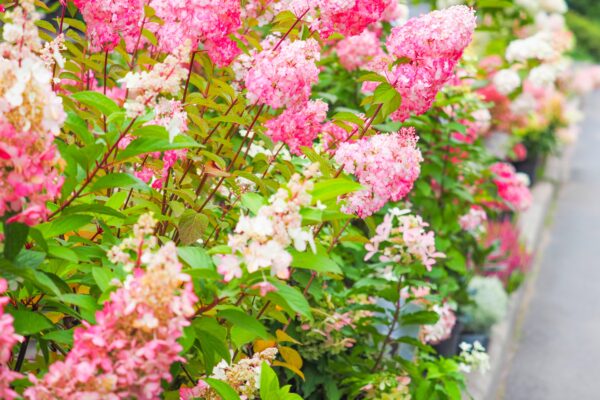 Hydrangea 'pink diamond'