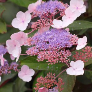 Hydrangea 'hot chocolate'