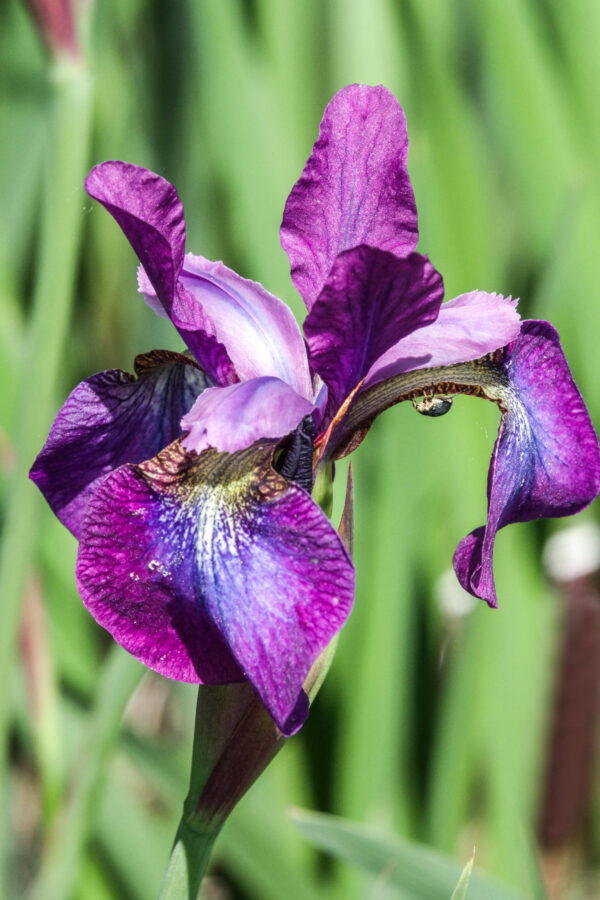 Iris siberica 'Chilled Wine'