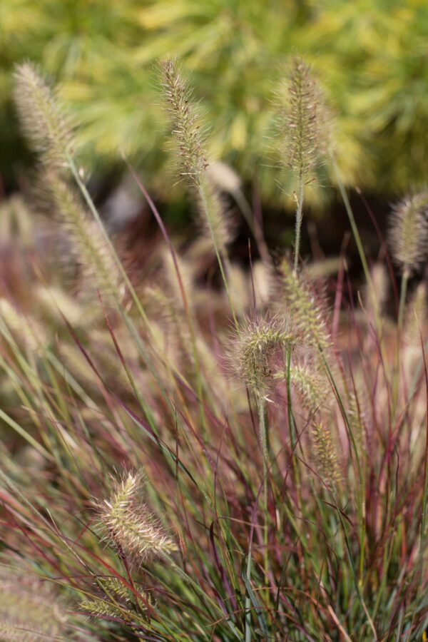 pennisetum burgundy bunny