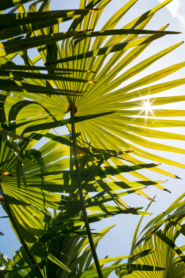 Trachycarpus 'Nova'