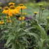 Echinacea, Coneflower sunseekers yellow