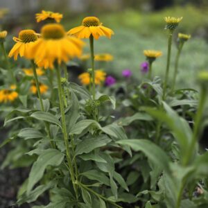 Echinacea, Coneflower sunseekers yellow