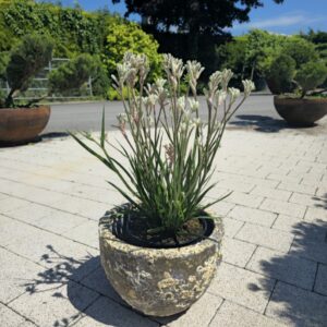 Angiozanthos fire, container planting