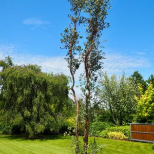 Eucalyptus Gunnii specimen tree