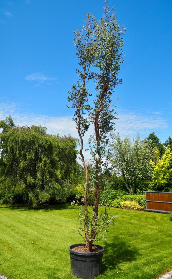 Eucalyptus Gunnii specimen tree
