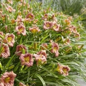 Hemerocallis Everydaylilly Rose