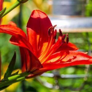 Hemerocallis Everydaylilly Red
