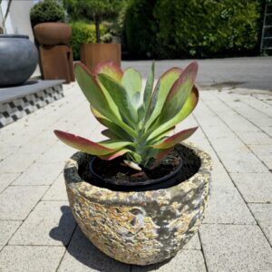 Kalanchoe bronze sculpture, patio planting