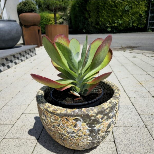 Kalanchoe bronze sculpture, patio planting