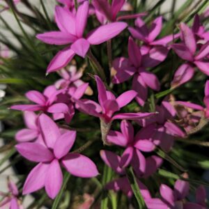 Rhodohypoxis Mars, Hardy Alpine