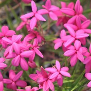 Rhodohypoxis milloides 'Paula'