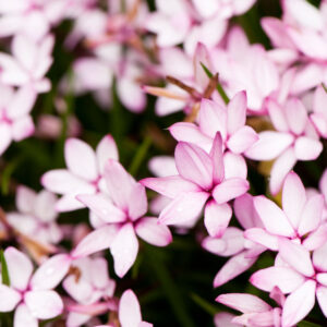 Rhodohypoxis milloides 'Pintado'