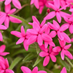 Rhodohypoxis milloides 'Claudia'