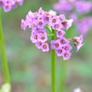 Bergenia cordifolia rotblum, elephant's ear