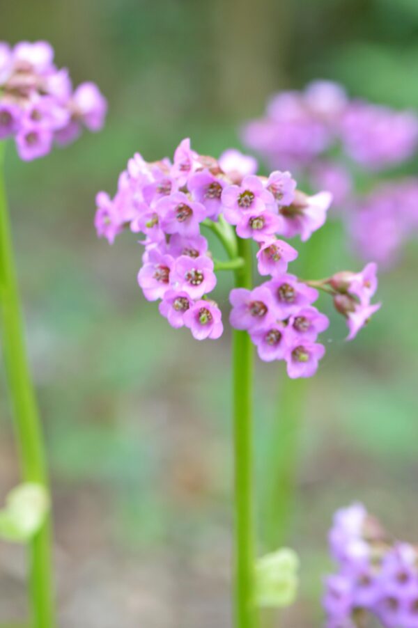 Bergenia cordifolia rotblum, elephant's ear