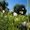 Campanula alliariifolia