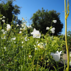 Campanula alliariifolia