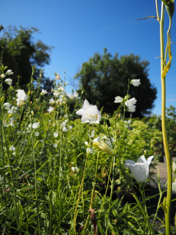 Campanula alliariifolia