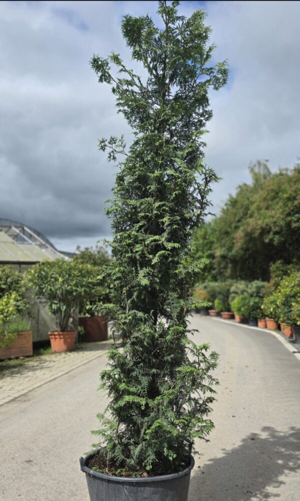 Thuja Gelderland, Western Red Cedar