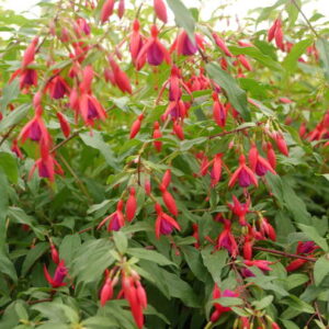 fuchsia berniser hardy, Hardy Fuchsia