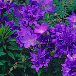 Geranium Himalayense Gravetye, Geranium