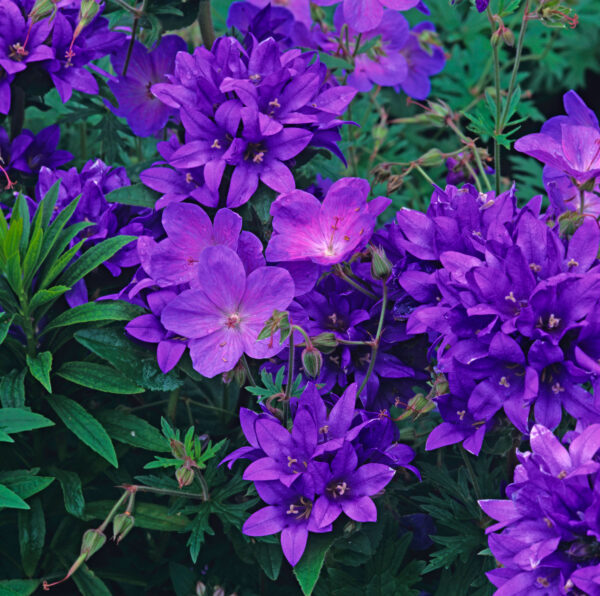 Geranium Himalayense Gravetye, Geranium