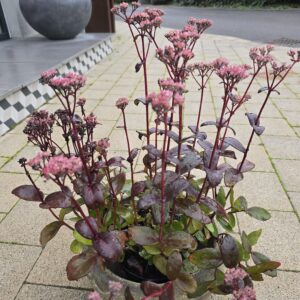 Sedum Black Night in Atlantis Pot