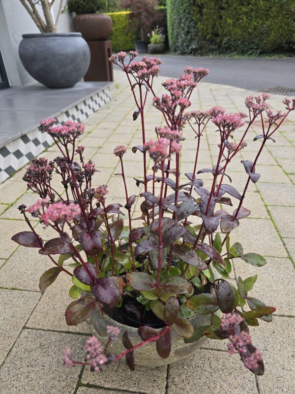 Sedum Black Night in Atlantis Pot