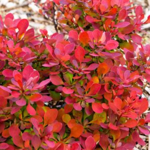 Berberis Thun. 'ruby star'