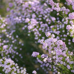 Diosma pulchella