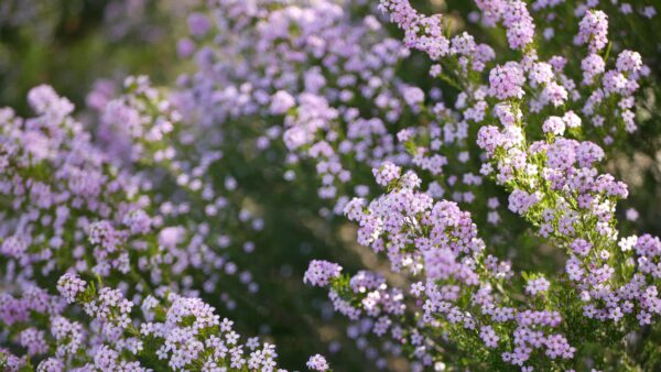 Diosma pulchella