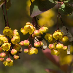 Berberis media 'red jewel'
