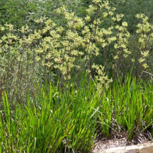 Anigozanthos flavidus