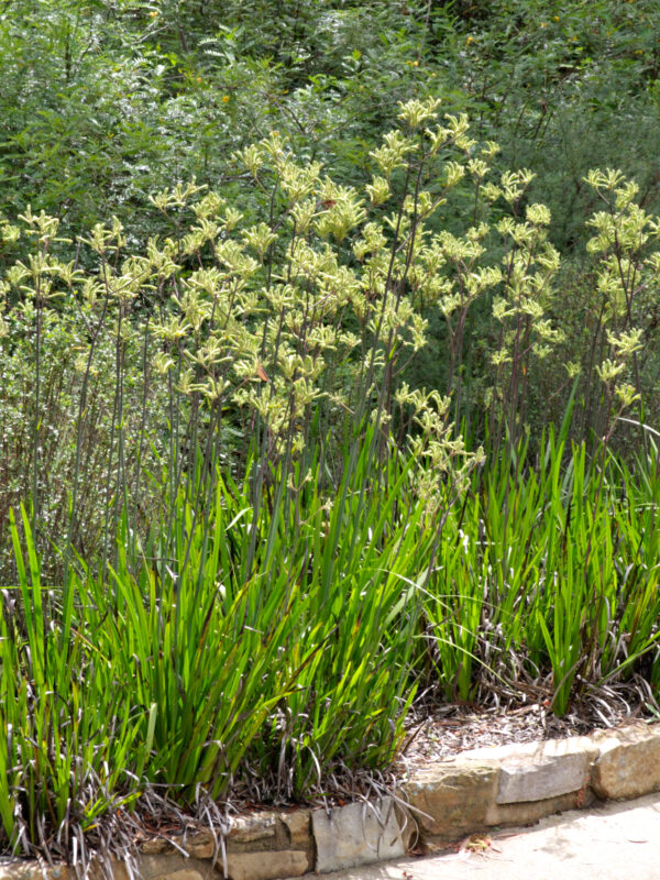 Anigozanthos flavidus