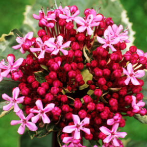 Clerodendrum bungei 'Pink Diamond'