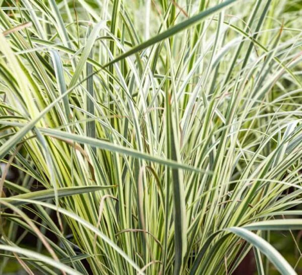 Dietes grandiflora 'Milky Way' - Variegated Wild Iris - Image 2