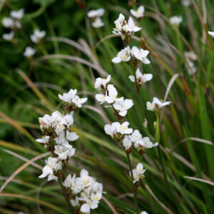 Libertia Grandiflora