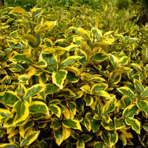 Elaeagnus × ebbingei 'Gilt Edge' - Golden Variegated Elaeagnus