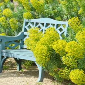 Euphorbia characias 'wulfenii'